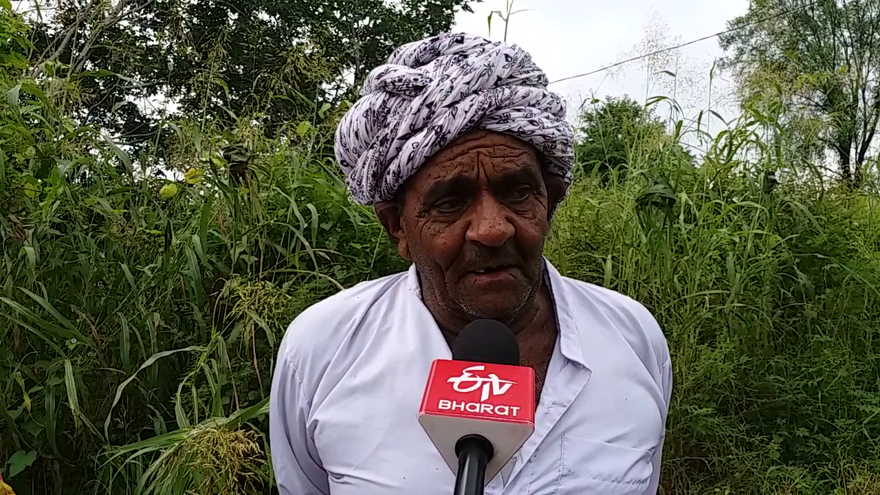 खेतों में भरा पानी, फसल भी चौपट, Due to excess rains, fields are filled with water, बारिश बनी आफत