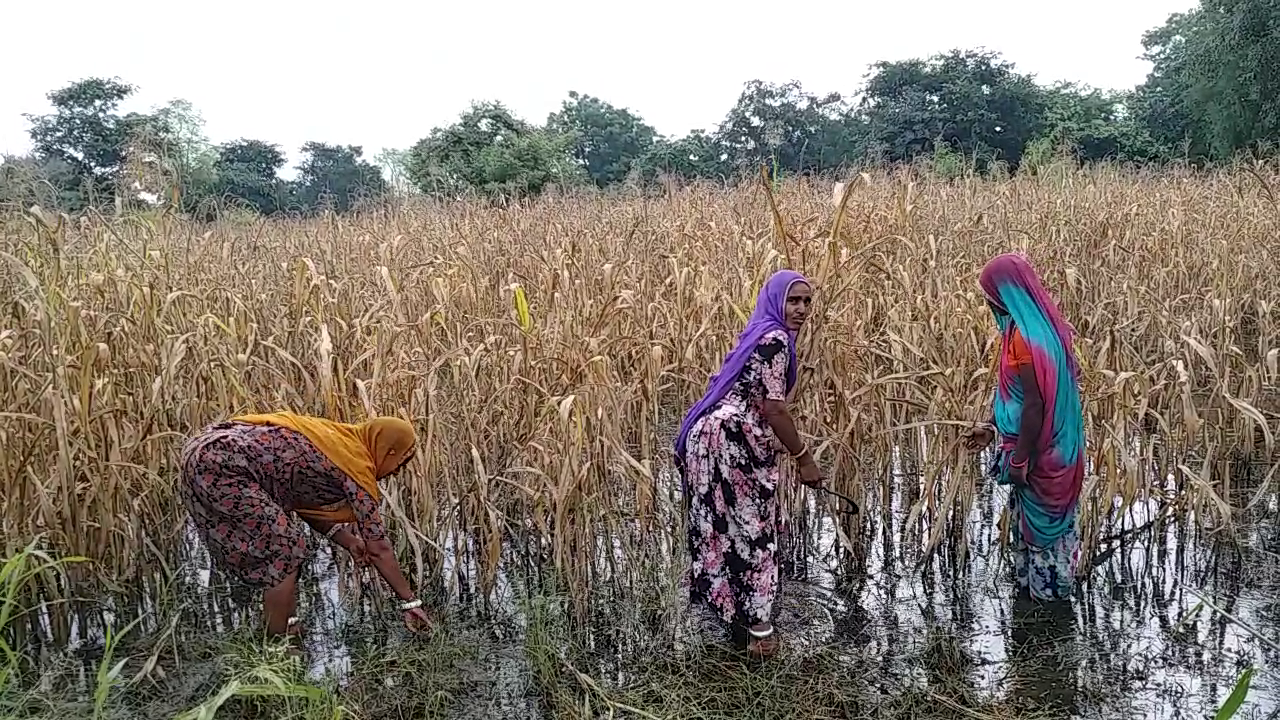 खेतों में भरा पानी, फसल भी चौपट, Due to excess rains, fields are filled with water, बारिश बनी आफत