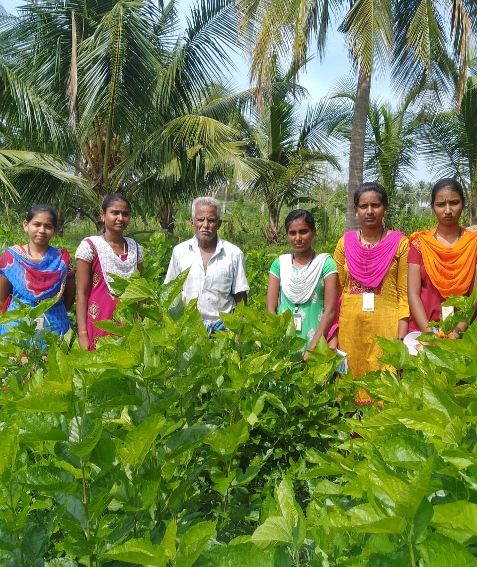 களப்பணியை ஆற்றி வருகின்ற பட்டுப்புழுவியல் துறை இளங்கலை மாணவிகள்