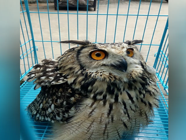 owl