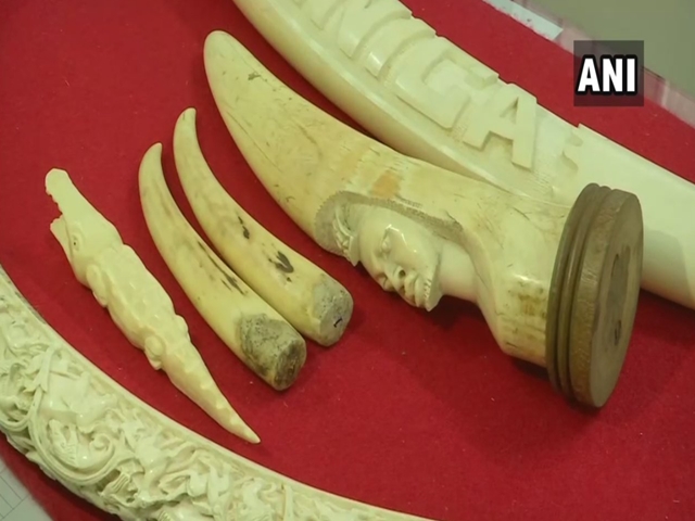 Pune Crime Branch police arrested a man & seized 11 elephant tusks