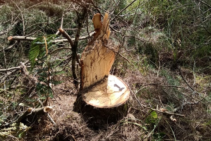 Illegal tree cutting in chauhar ghati Mandi