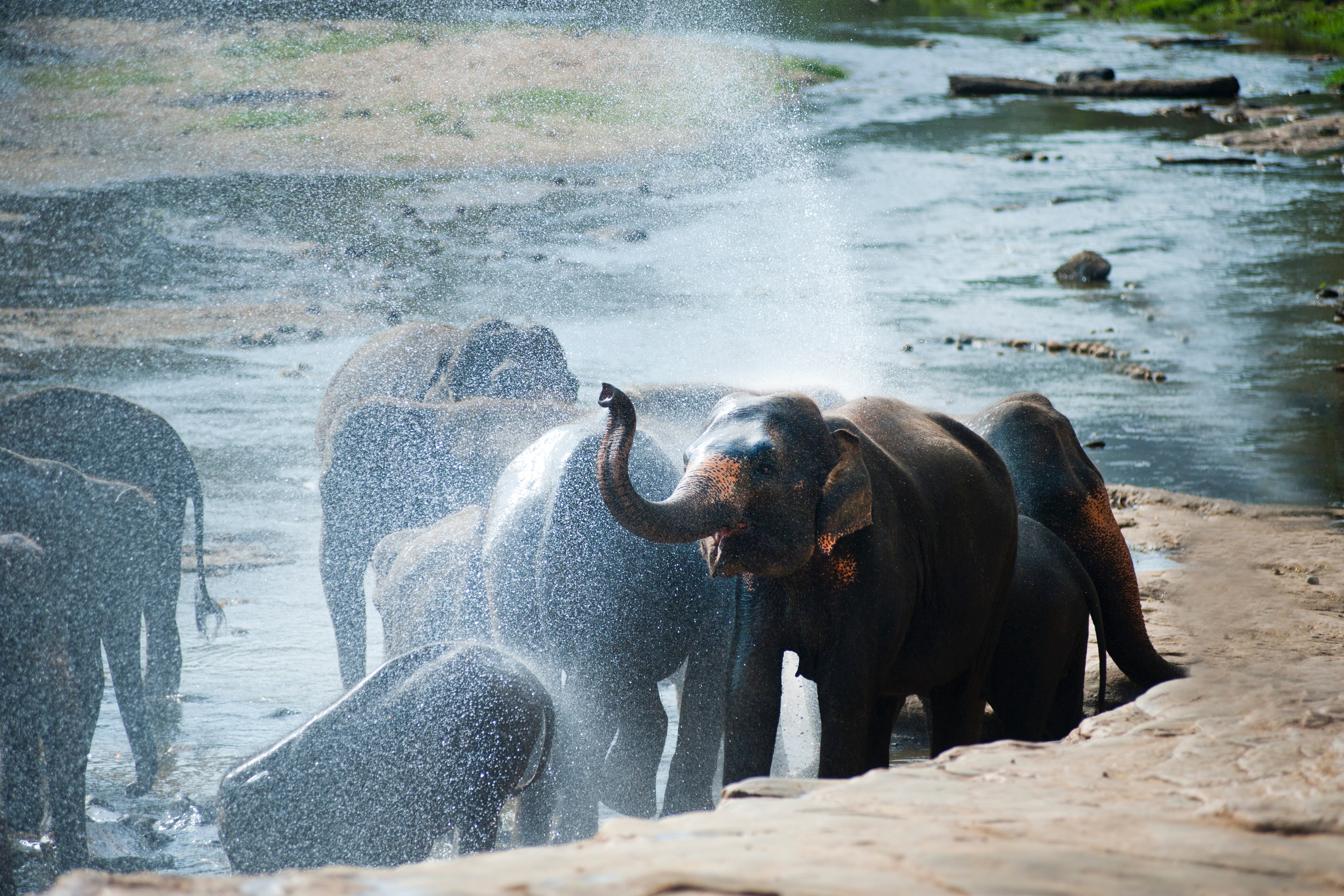 Thai park elephant