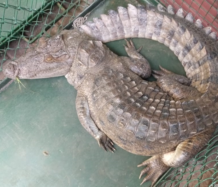 rescued in crocodile vadodara