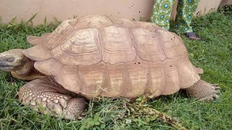 Alagha 344 years old tortoise died in Africa