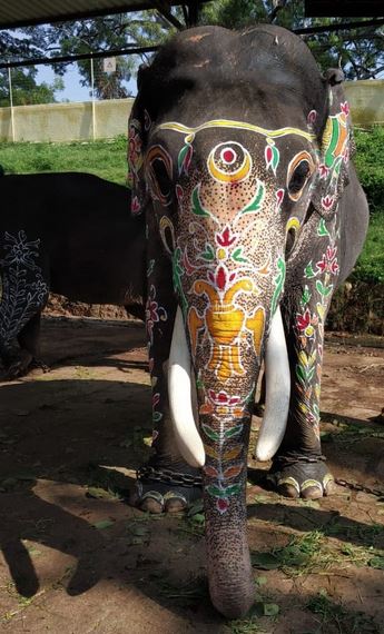 Elephants in the parade during dasara festival in Mysuru