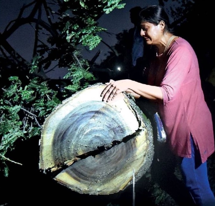 aarey forest