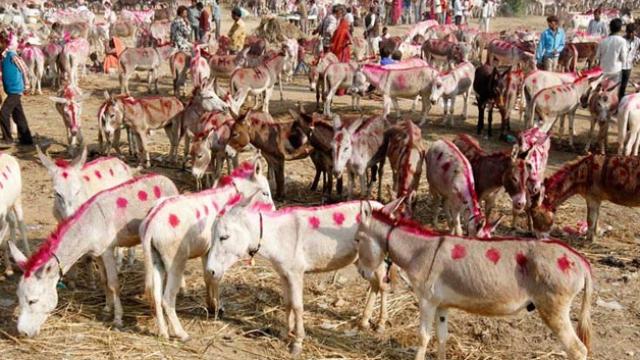 जयपुर खबर, जयपुर में गधों का मेला, Donkey Fair in Bassi Luniawas, donkey fair news of rajasthan, donkey fair in jaipur, jaipur news, गधों की बिक्री इन जयपुर मेला