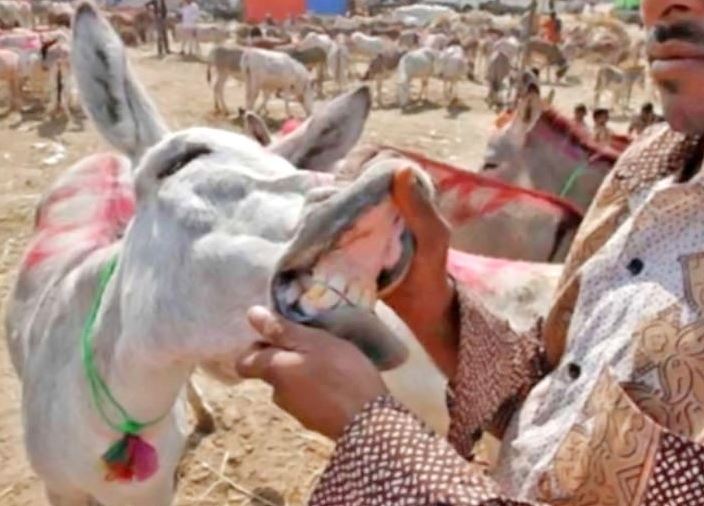 जयपुर खबर, जयपुर में गधों का मेला, Donkey Fair in Bassi Luniawas, donkey fair news of rajasthan, donkey fair in jaipur, jaipur news, गधों की बिक्री इन जयपुर मेला