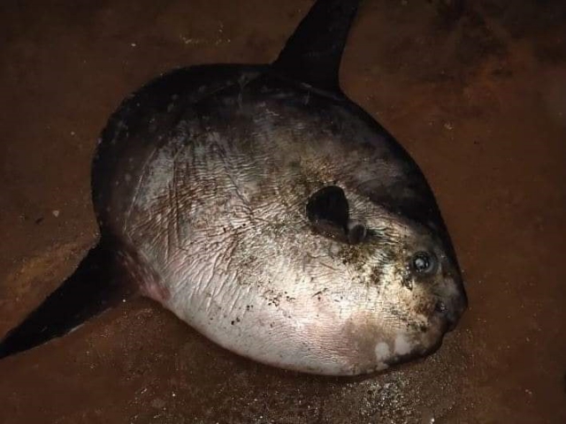 Tailless fish found on the karawar beach