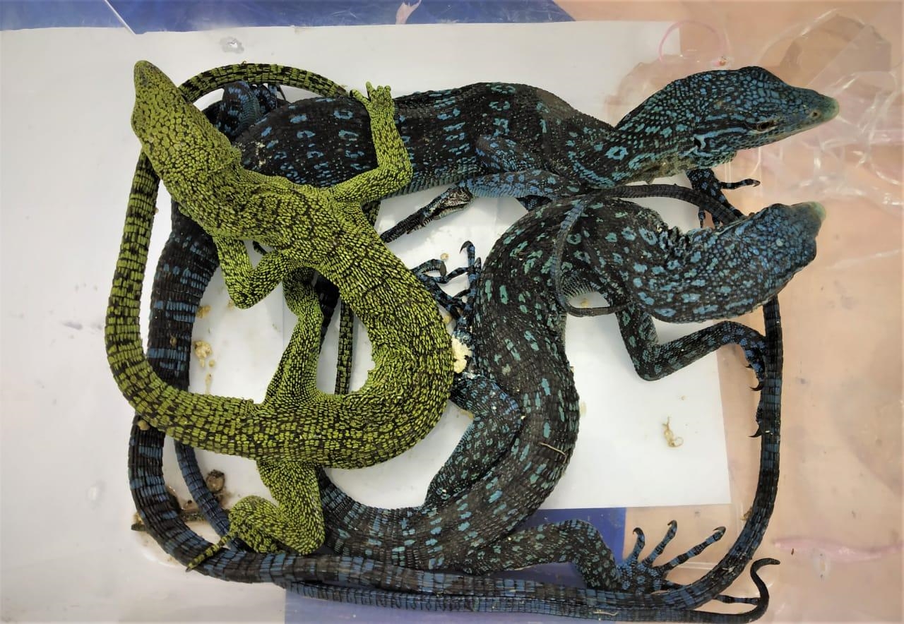 Customs at Chennai Airport today seized reptiles