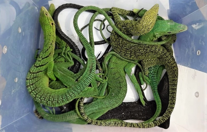 Customs at Chennai Airport today seized reptiles