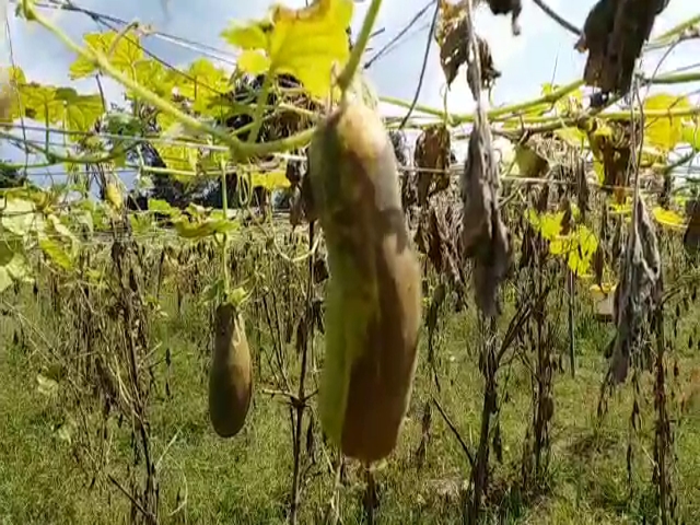 crops of Farmers is ruined due to incessant rain