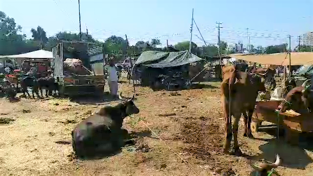 Animal fair of kota, kota news, kota latest news, कोटा दशहरे मेले की खबर, नगर निगम ने लापरवाही, कोटा न्यूज