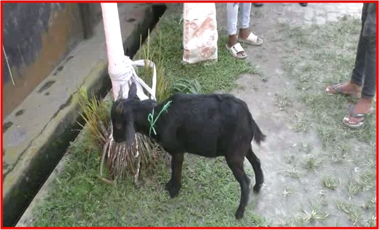 BAIHATA CHARIALI TWO GOAT THIEF ARRESTED