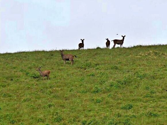 Wild animals gives pose to the camera