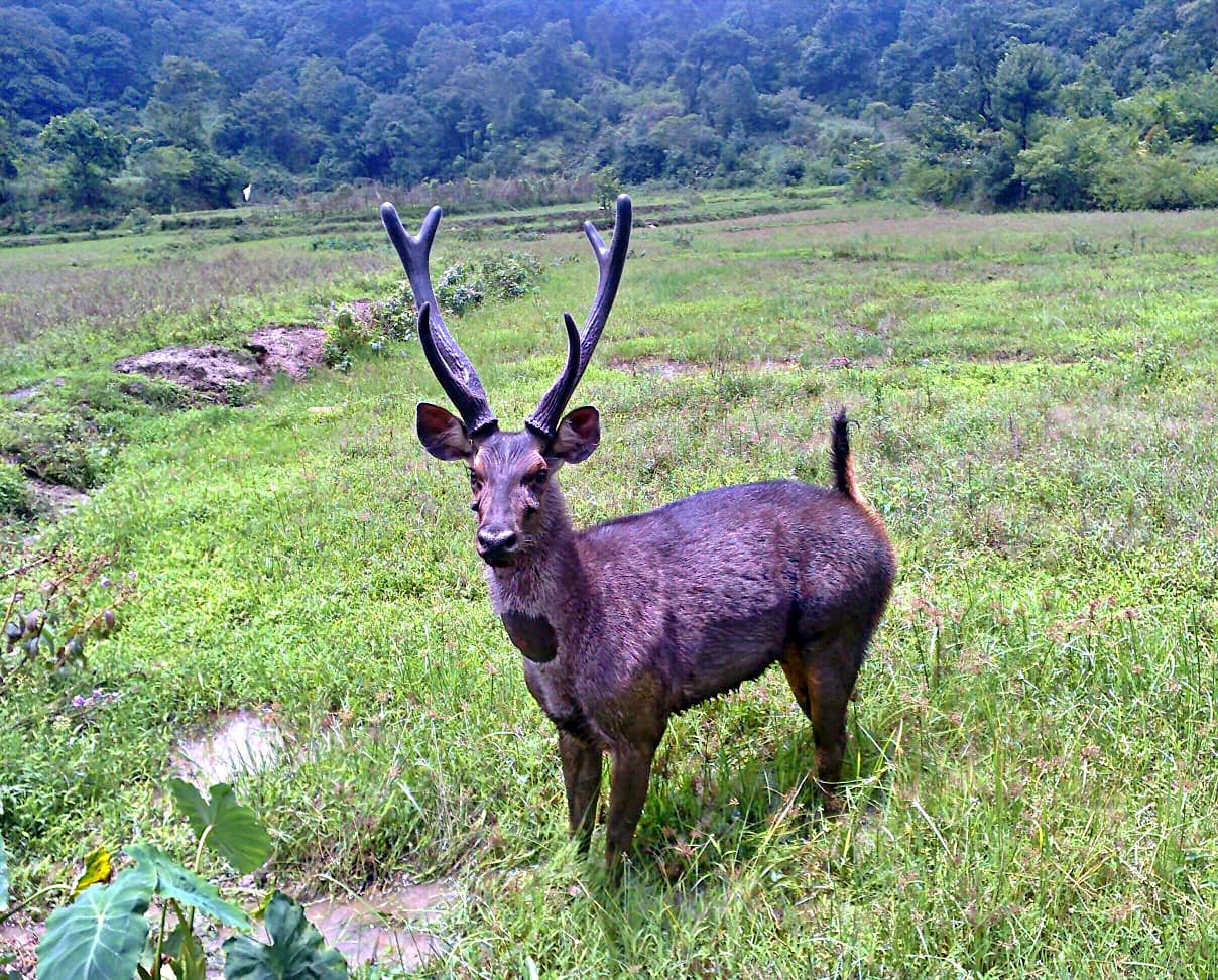 Wild animals gives pose to the camera