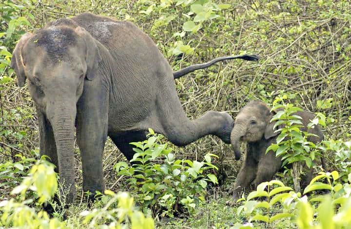 Wild animals gives pose to the camera