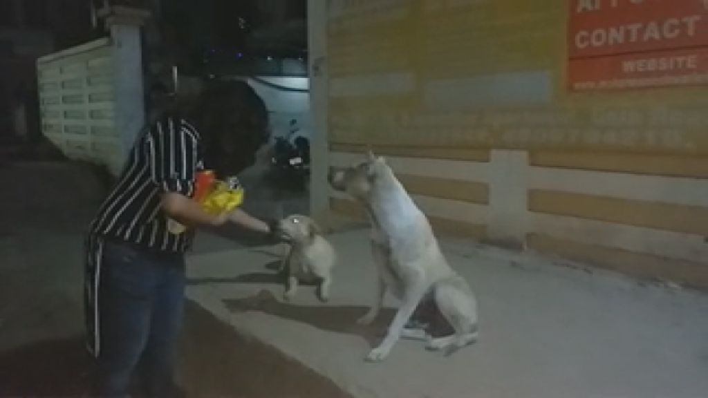 dr pragya feed food to street dogs of patna