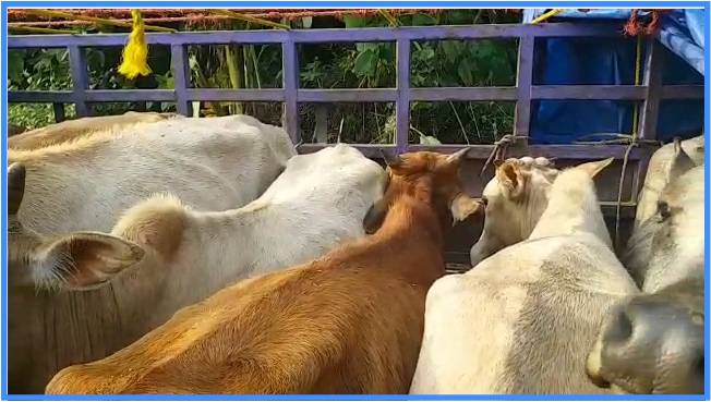 AMUGGLED CATTLE RECOVERED IN JORABAT GUWAHATI ASSAM