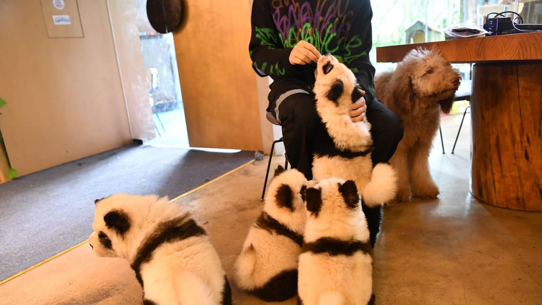 dog dyes to panda