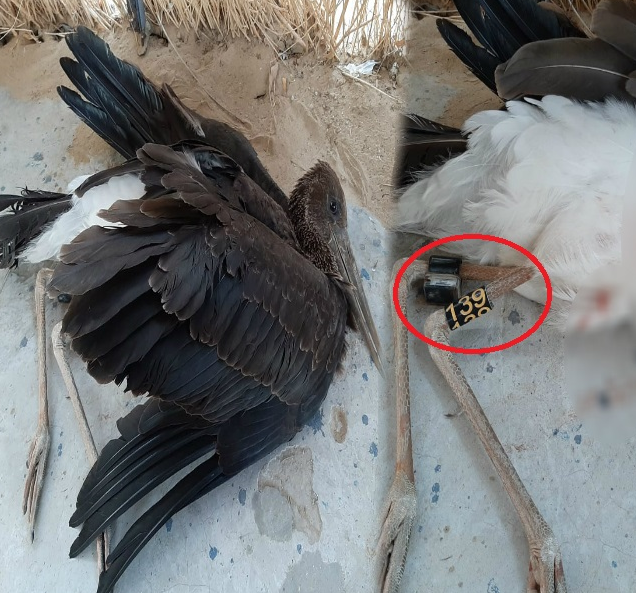 Migratory bird trapped in Indo-Pak border boundary in Jaisalmer, Indo-Pak border Jaisalmer, प्रवासी पक्षी भारत-पाक सीमा