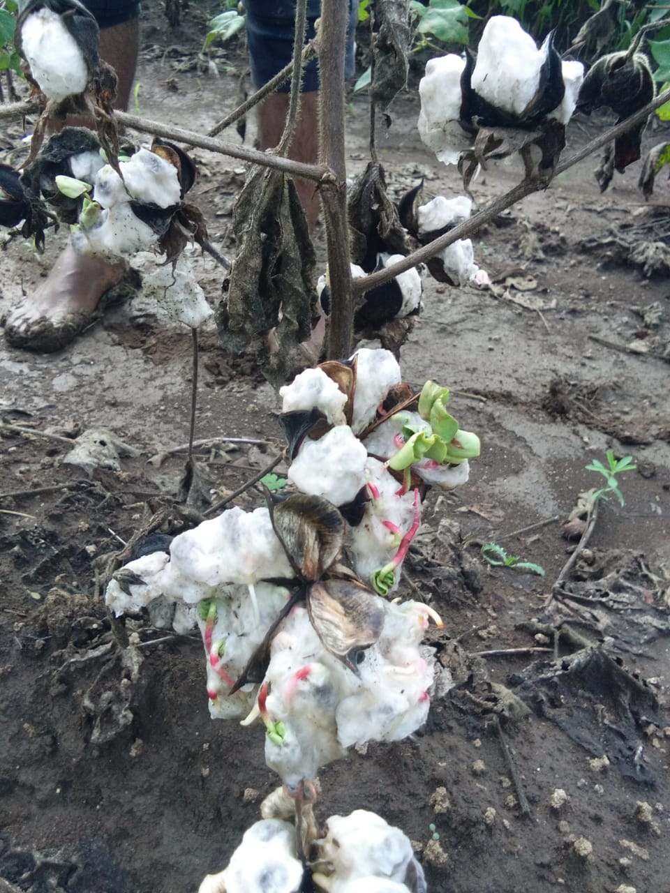 Due to heavy rain farmer  crisis in nashik maharashtra