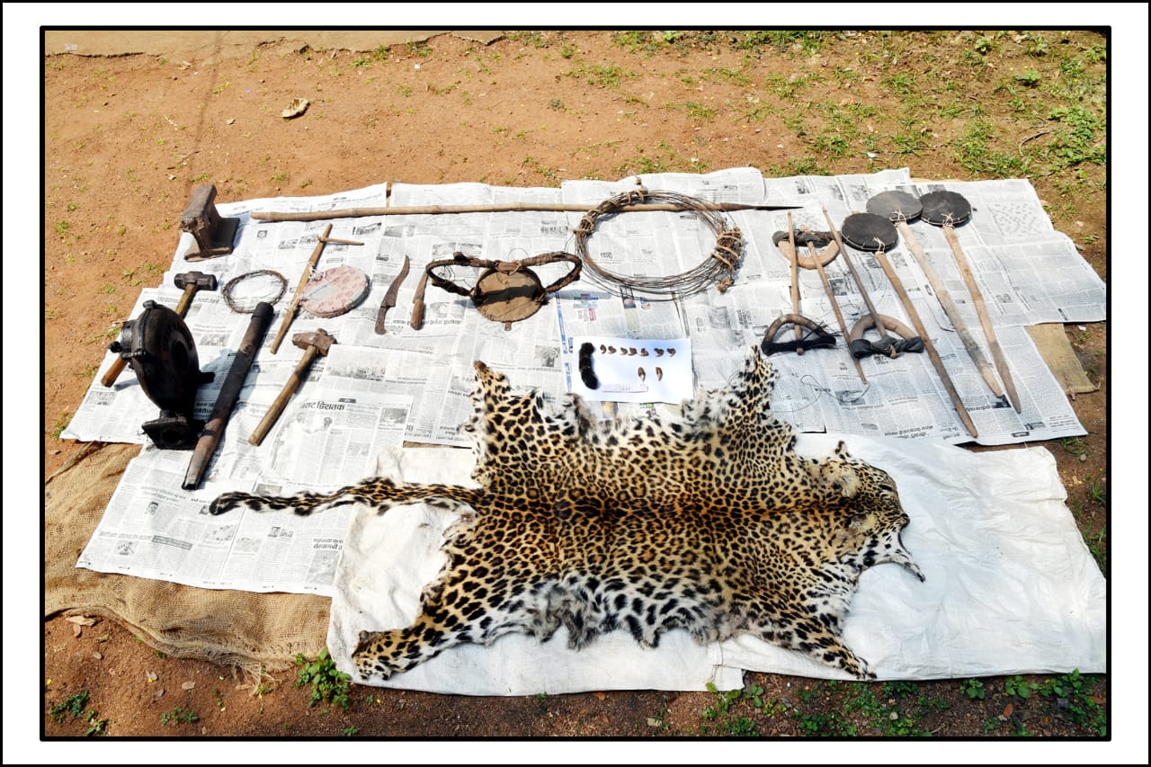 leopard skin seized in chandrapur 9 arrested