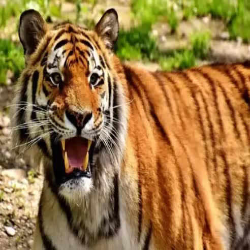 बगहा में धान की सोहनी कर रही महिला पर झपटा बाघ, हमले में दर्दनाक मौत