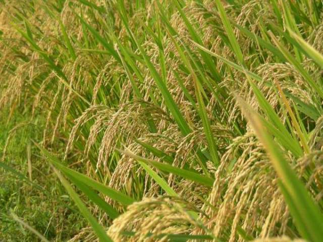 Paddy fields