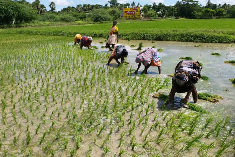 விவசாயிகளைப் பாதுகாக்குமா ஒப்பந்தச் சட்டம்  Will Contract farming law  Contract farming law really help farmers  Will Contract farming law really help farmers