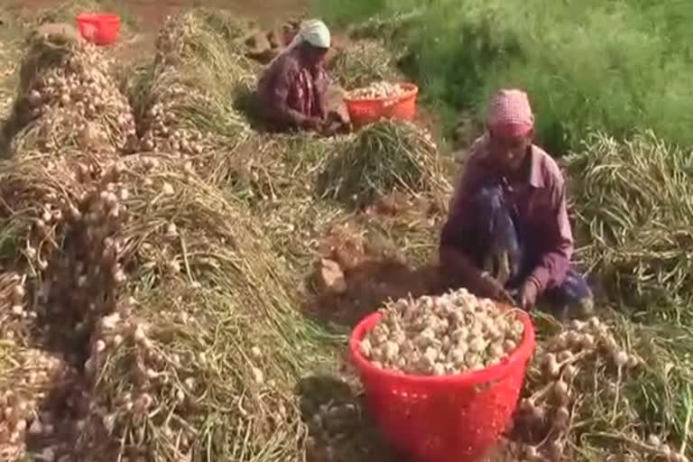 விவசாயிகளைப் பாதுகாக்குமா ஒப்பந்தச் சட்டம்  Will Contract farming law  Contract farming law really help farmers  Will Contract farming law really help farmers