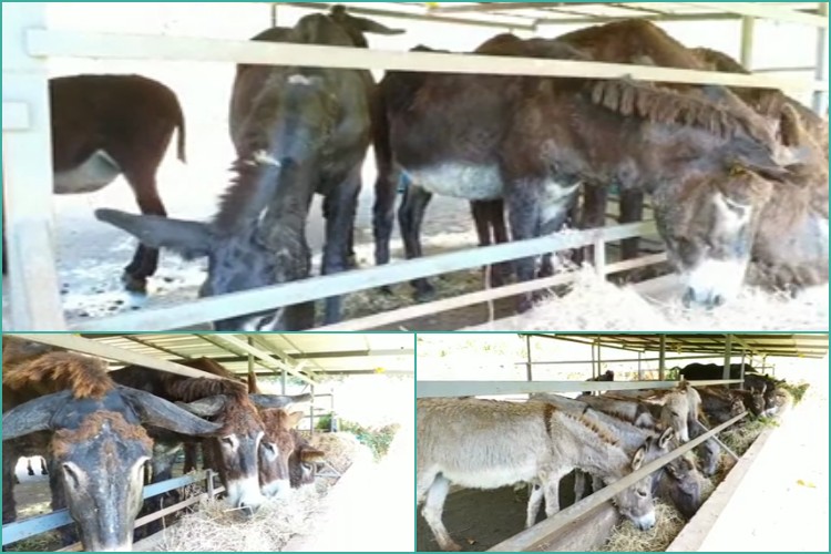 Cosmetic products from donkey milk,ಕತ್ತೆಯ ಹಾಲಿನಿಂದ ಸೌಂದರ್ಯವರ್ಧಕ ಉತ್ಪನ್ನ