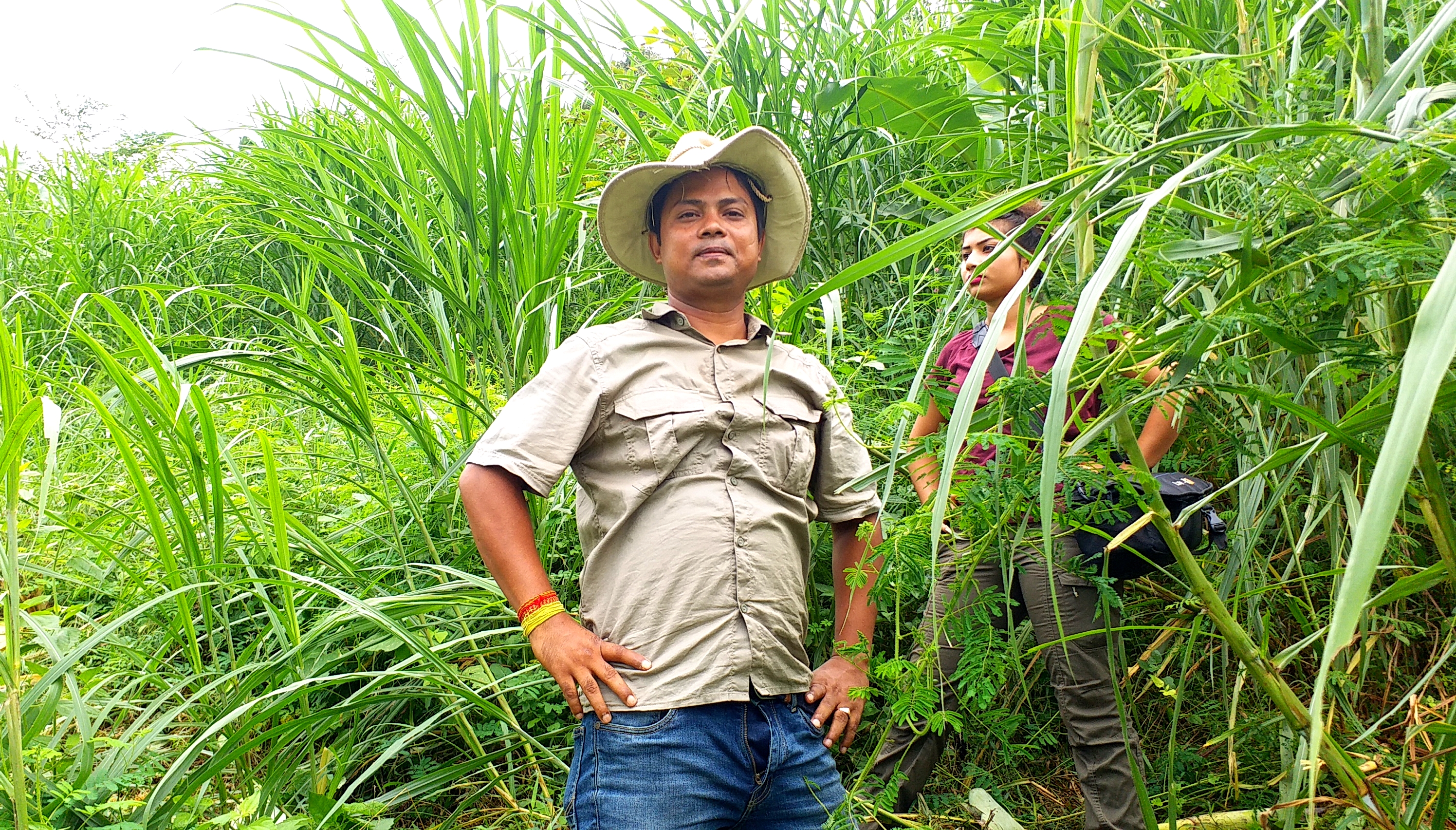 cultivation for elephants in nagaon