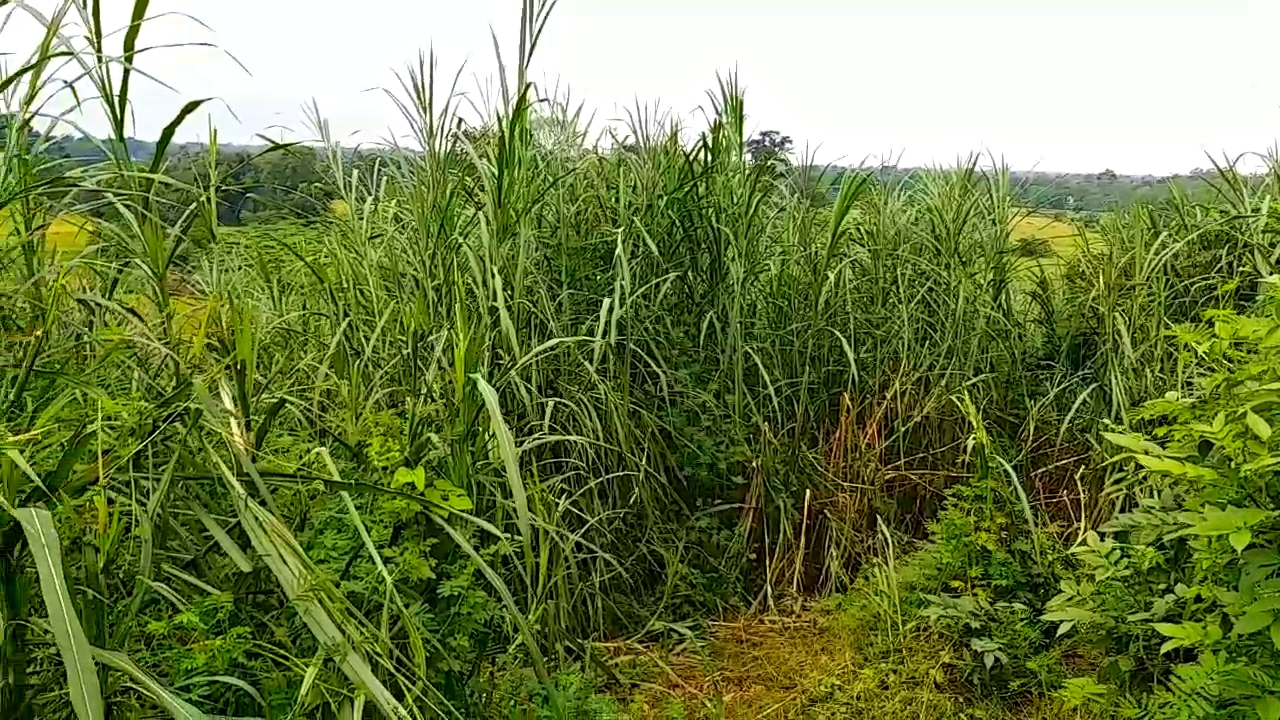 cultivation for elephants in nagaon