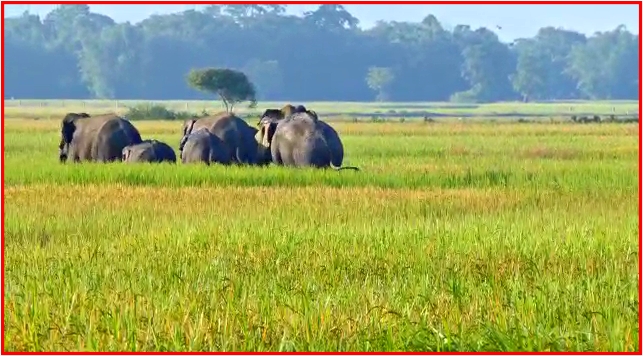 cultivation for elephants in nagaon