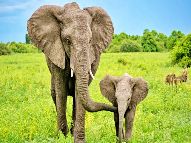 Man Elephant conflict, Assam man cultivates land, land to feed wild elephants, avoid Man Elephant conflicts in Assam, Naturalist Binod Dulu Bora, மனிதன் யானை பிரச்னை, தீர்வை தேடும் இயற்கையியலாளரின் செயல், பினோத் துலு போரா