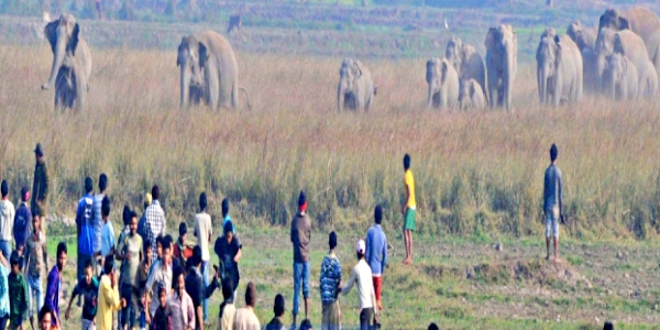 Man Elephant conflict, Assam man cultivates land, land to feed wild elephants, avoid Man Elephant conflicts in Assam, Naturalist Binod Dulu Bora, மனிதன் யானை பிரச்னை, தீர்வை தேடும் இயற்கையியலாளரின் செயல், பினோத் துலு போரா