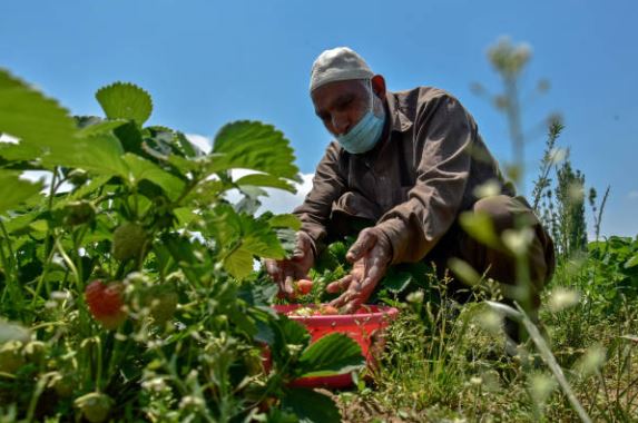 گاسو حضرت بل میں لوگوں کی ایک بڑی تعداد سٹرابری کی کاشت سے وابستہ ہے