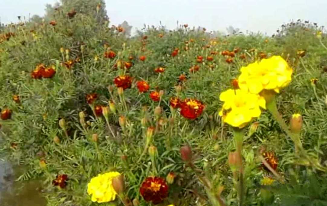 flowers farming in sirsa