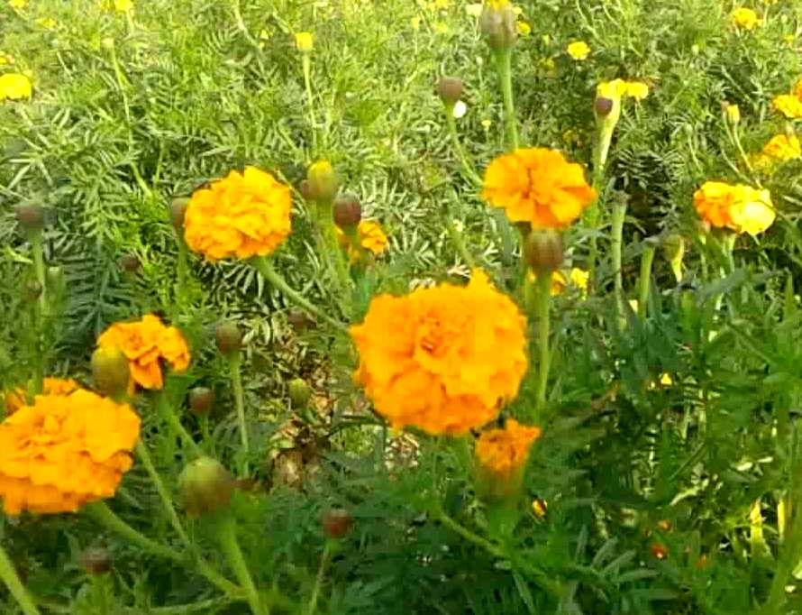 flowers farming in sirsa