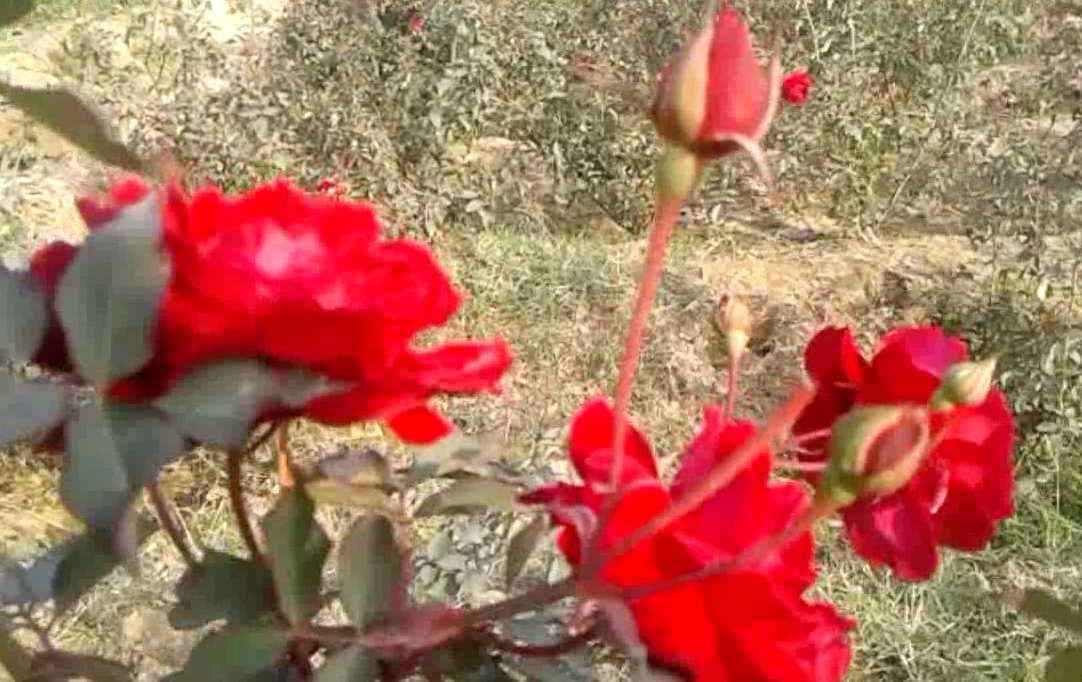 flowers farming in sirsa