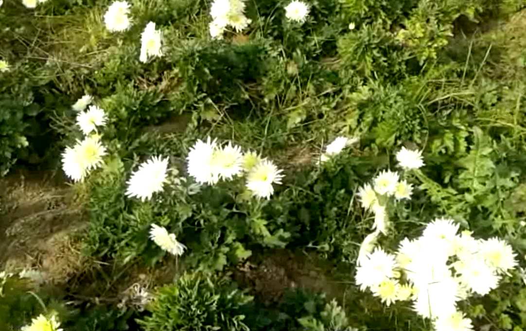 flowers farming in sirsa