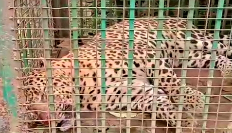 LEOPARD CAPTURE IN NAZIRA KEMIPUR TEA ESTATE