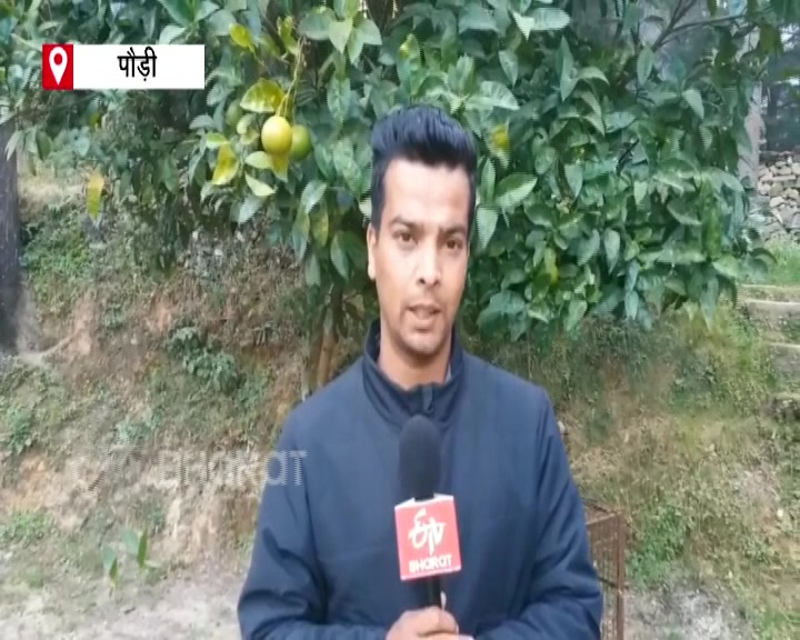 Pauri News