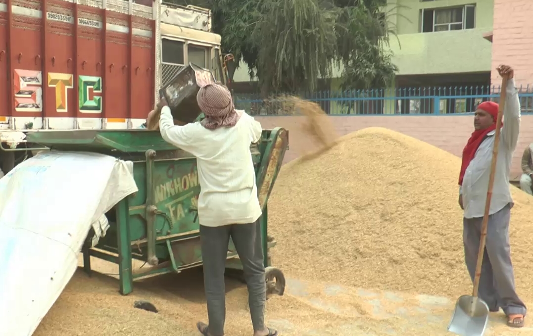 sirsa grain market