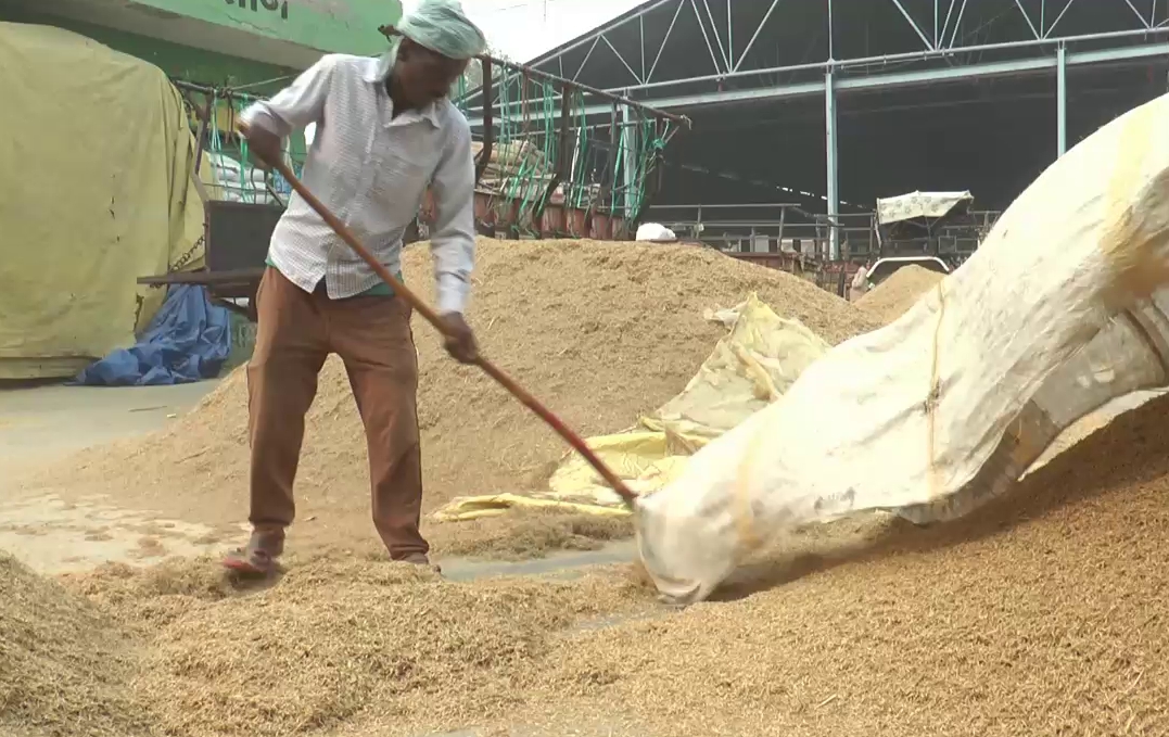 sirsa grain market