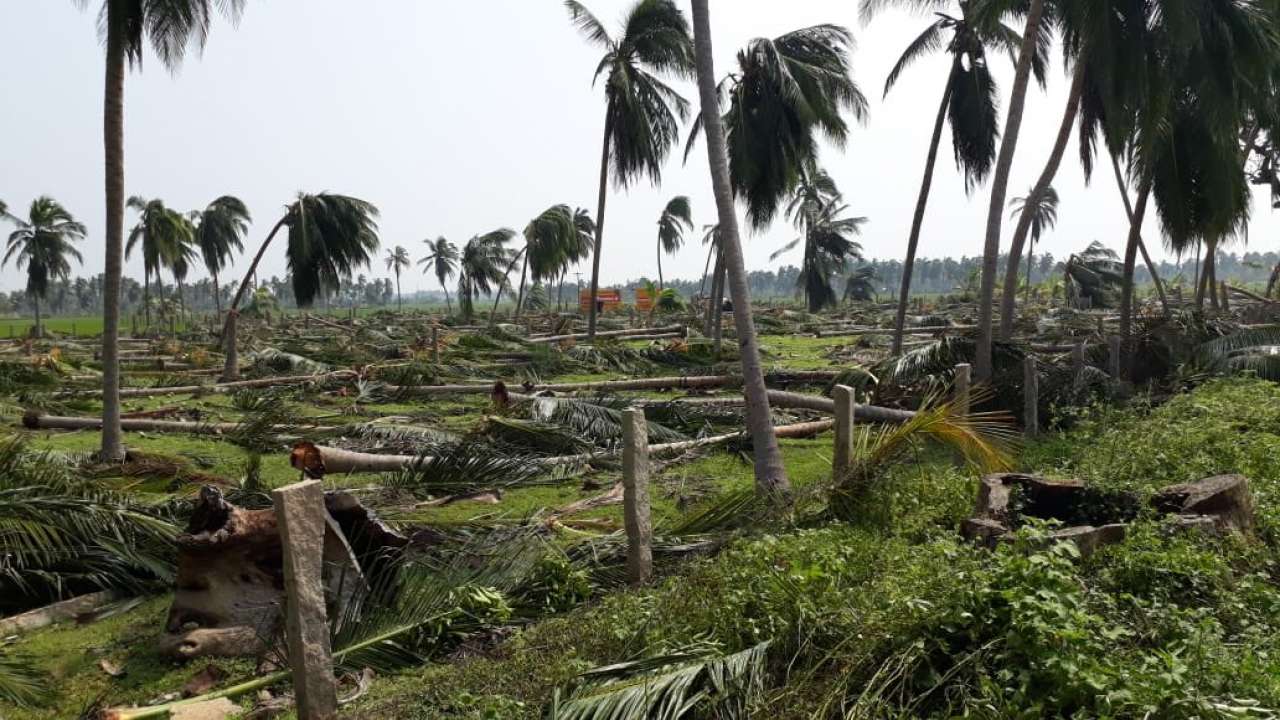 கஜாவில் காலியான தென்னந்தோப்பு