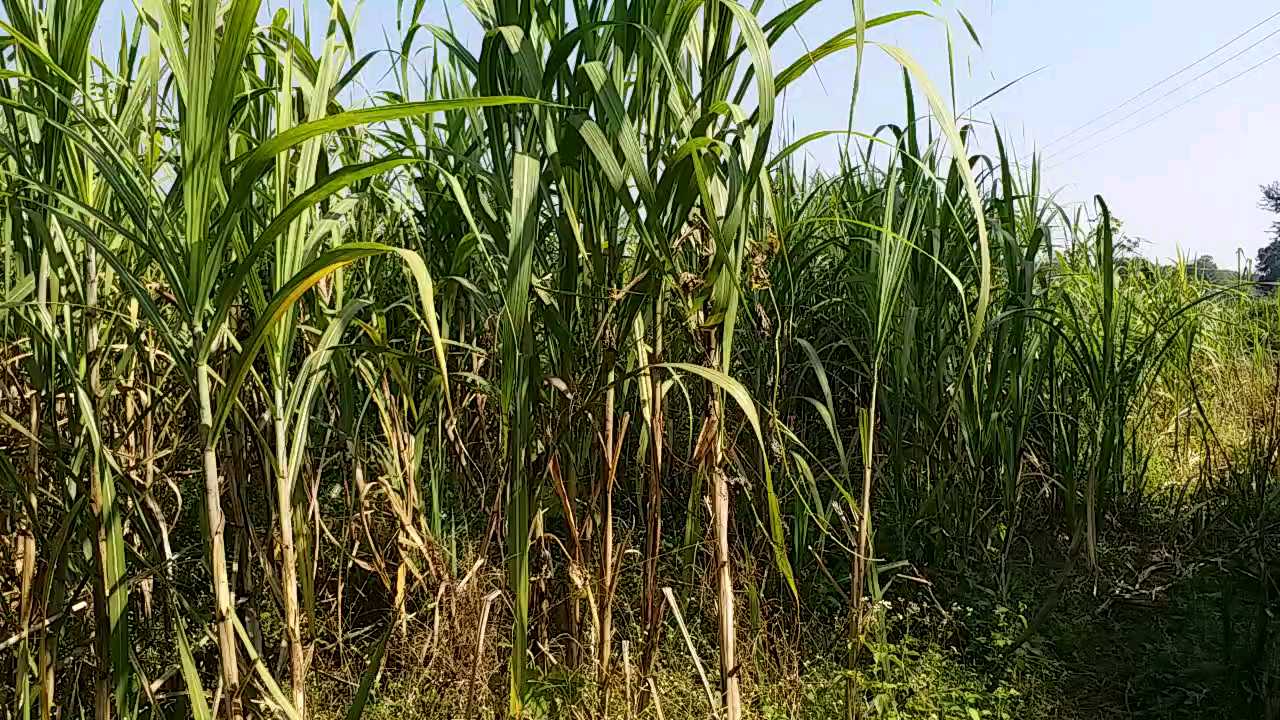 sugar cane field