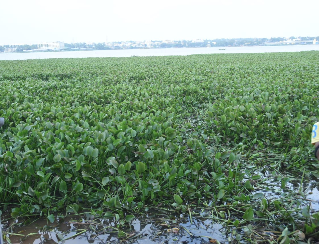 Unakal lake ,ಉಣಕಲ್ ಕೆರೆಯ ಅಂತರಗಂಗೆ ಕಳೆ ಶುದ್ಧಿಕರಣ ಕಾರ್ಯ